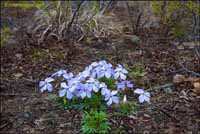 RobertMcCaw.com